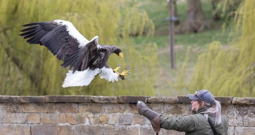 Birds of Prey Centers