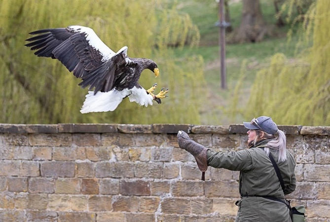 Birds of Prey Centers
