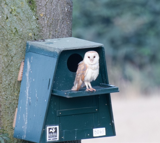 Exciting News: A Brood of...