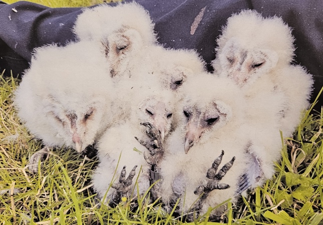 Exciting News: A Brood of Baby Owlets Hatched Onsite!